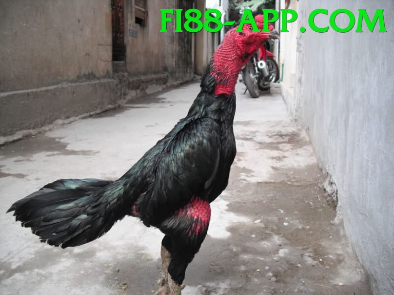 Cách Đọc Kèo Đá Gà - Beta