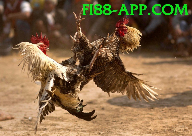 Đá Gà Trực Tiếp - fi88 - Âm thanh sống động